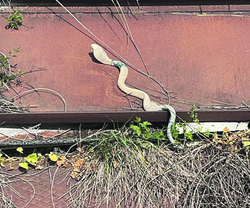 Sant’Agapito. Dopo la meteorite, ora è caccia al cobra nascosto nei campi