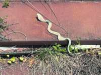 Sant’Agapito. Dopo la meteorite, ora è caccia al cobra nascosto nei campi