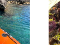 Pescatore abusivo di ricci stangato alle Isole Tremiti