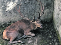 Cervo cade in una fossa settica, necessario l’intervenire del Pnalm