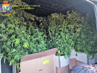 Bojano come il Messico: trovate e sequestrate 140 piante di cannabis