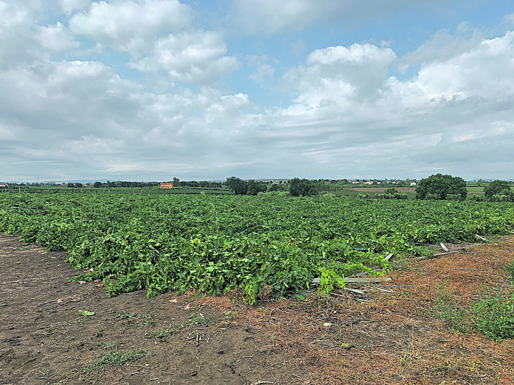 Incendi, dichiarato ieri lo stato di emergenza