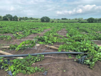 Danni causati dal maltempo, denunce entro metà settembre