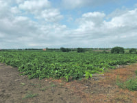 Incendi, dichiarato ieri lo stato di emergenza