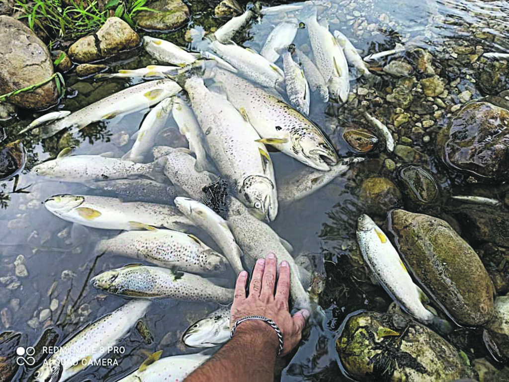 Fiume Cavaliere, s’indaga sulla morìa di trote e alborelle