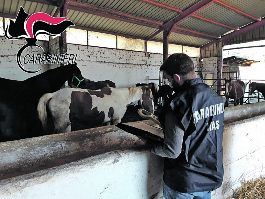 Blitz di Nas e Carabinieri a Santa Croce, sigilli ad animali e stalle