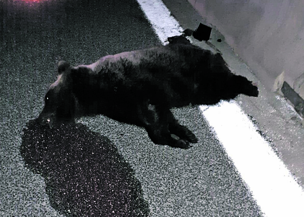 Tragedia nel Parco, orso investito e ucciso
