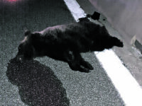 Tragedia nel Parco, orso investito e ucciso