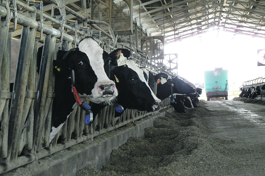 Filiera del latte in crisi, «a rischio la sopravvivenza»