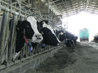 Filiera del latte in crisi, «a rischio la sopravvivenza»