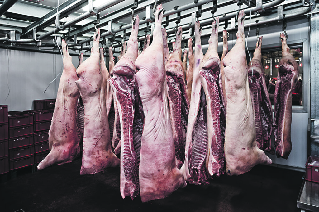 Macellazione suini, regole Asrem sui protocolli veterinari in Molise