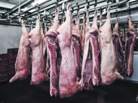 Macellazione suini, regole Asrem sui protocolli veterinari in Molise