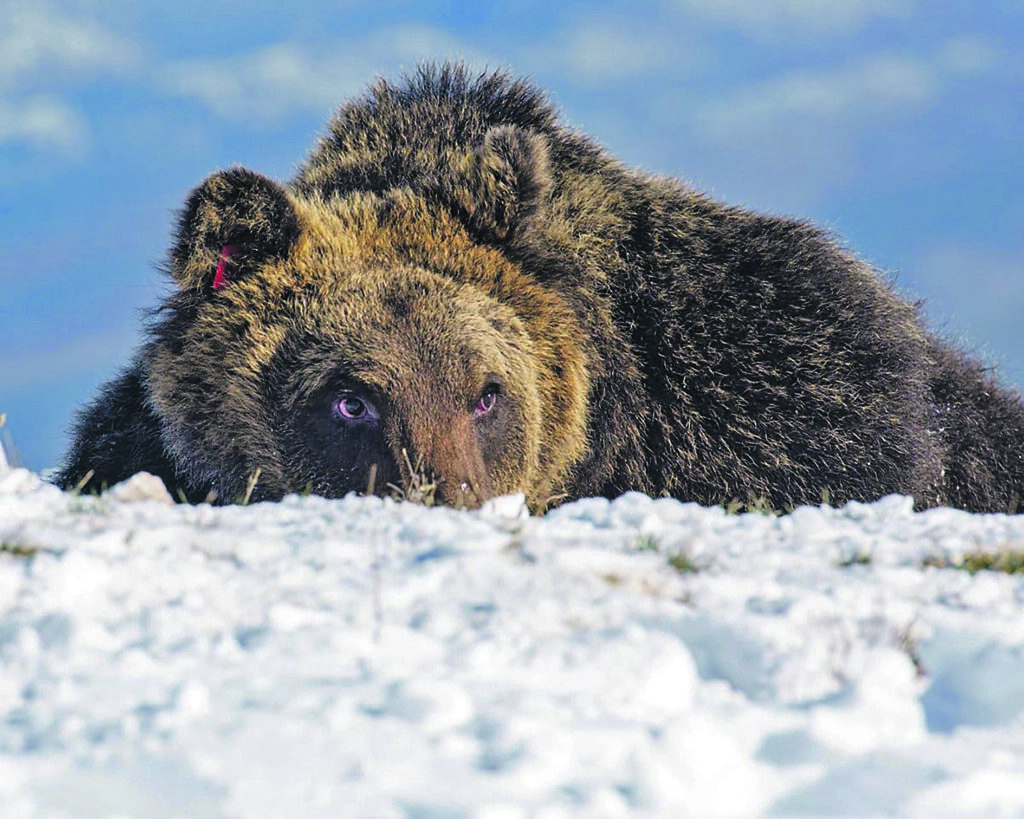 Stop alle scorribande di Juan Carrito, l’orso confidente è stato catturato: oltre mille firme per la liberazione