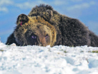 Stop alle scorribande di Juan Carrito, l’orso confidente è stato catturato: oltre mille firme per la liberazione
