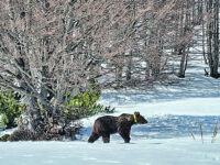 Pnalm, Liberato Juan Carrito: l’orso marsicano reimmesso in natura