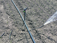 Cinghiali e crisi idrica, agricoltura allo stremo