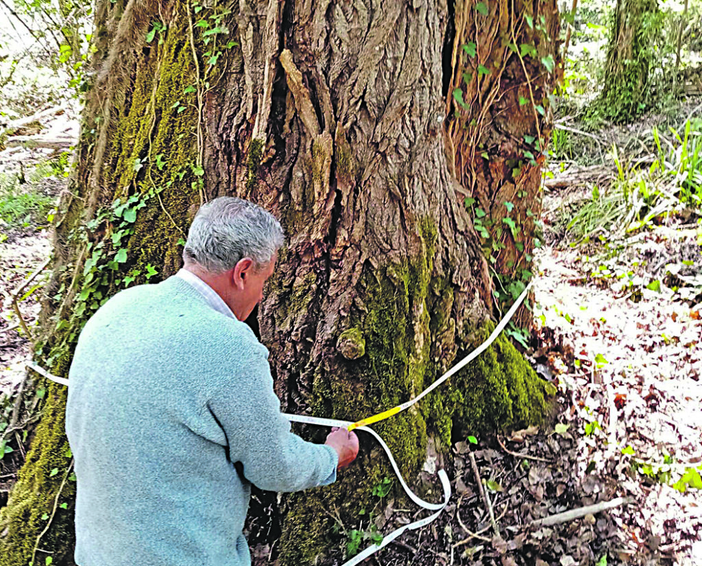 Carpinone, vince la natura: scoperto il pioppo dei record