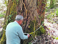 Carpinone, vince la natura: scoperto il pioppo dei record