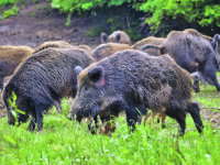 Cinghiali, polemica sulla caccia di selezione. Coldiretti: gli ambientalisti non si rendono conto