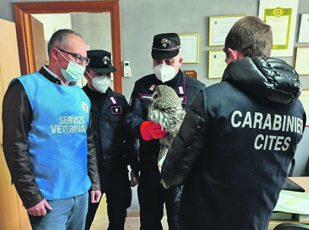 Pescopennataro. Allocco di Lapponia trovato nei boschi, il proprietario rischia arresto e multa salatissima