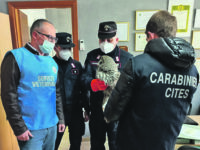 Pescopennataro. Allocco di Lapponia trovato nei boschi, il proprietario rischia arresto e multa salatissima