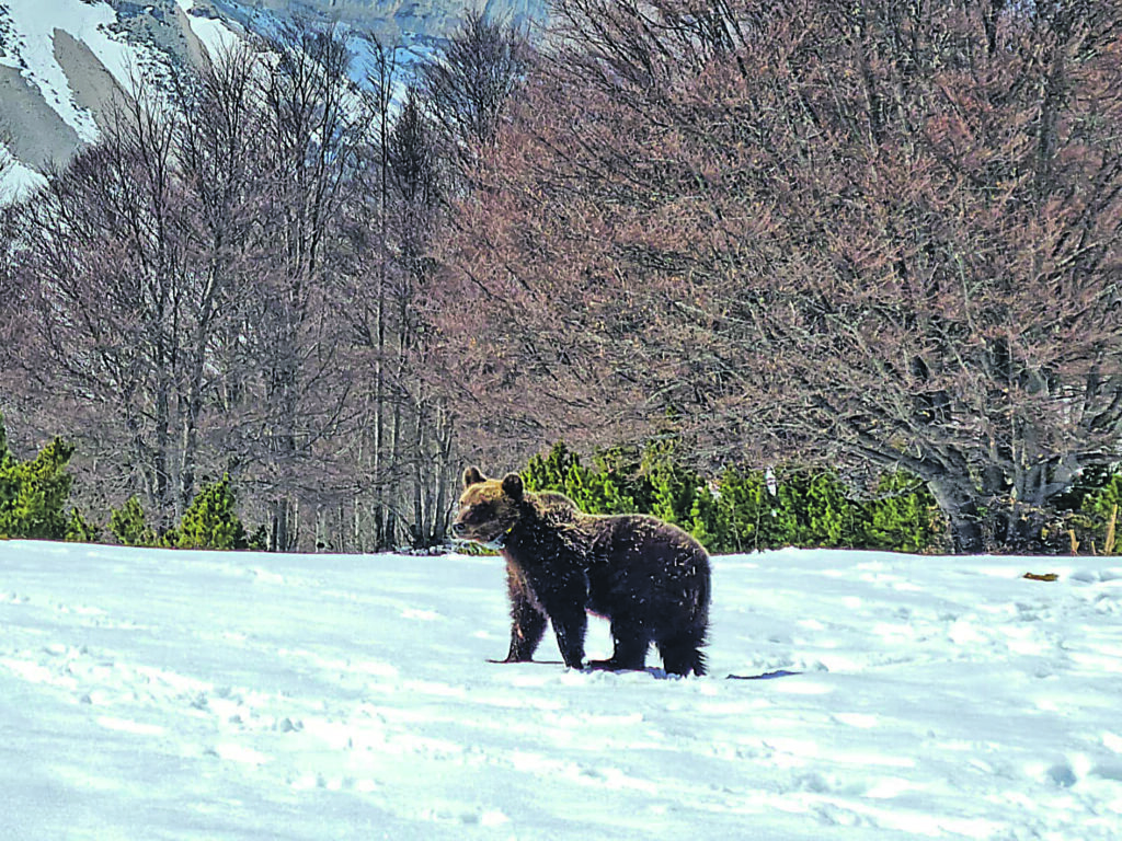 L’orso “terribile” Juan Carrito è tornato a Roccaraso, ora la palla passa al Mite