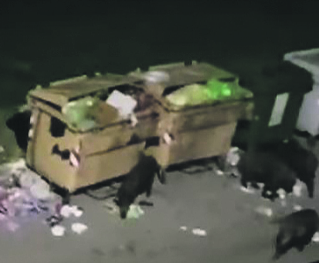 Campobasso. I cinghiali ‘occupano’ il centro, residenti preoccupati