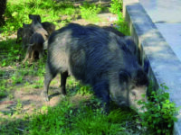 Coldiretti rilancia l’allarme peste suina: la sua diffusione sarebbe la fine per gli allevatori