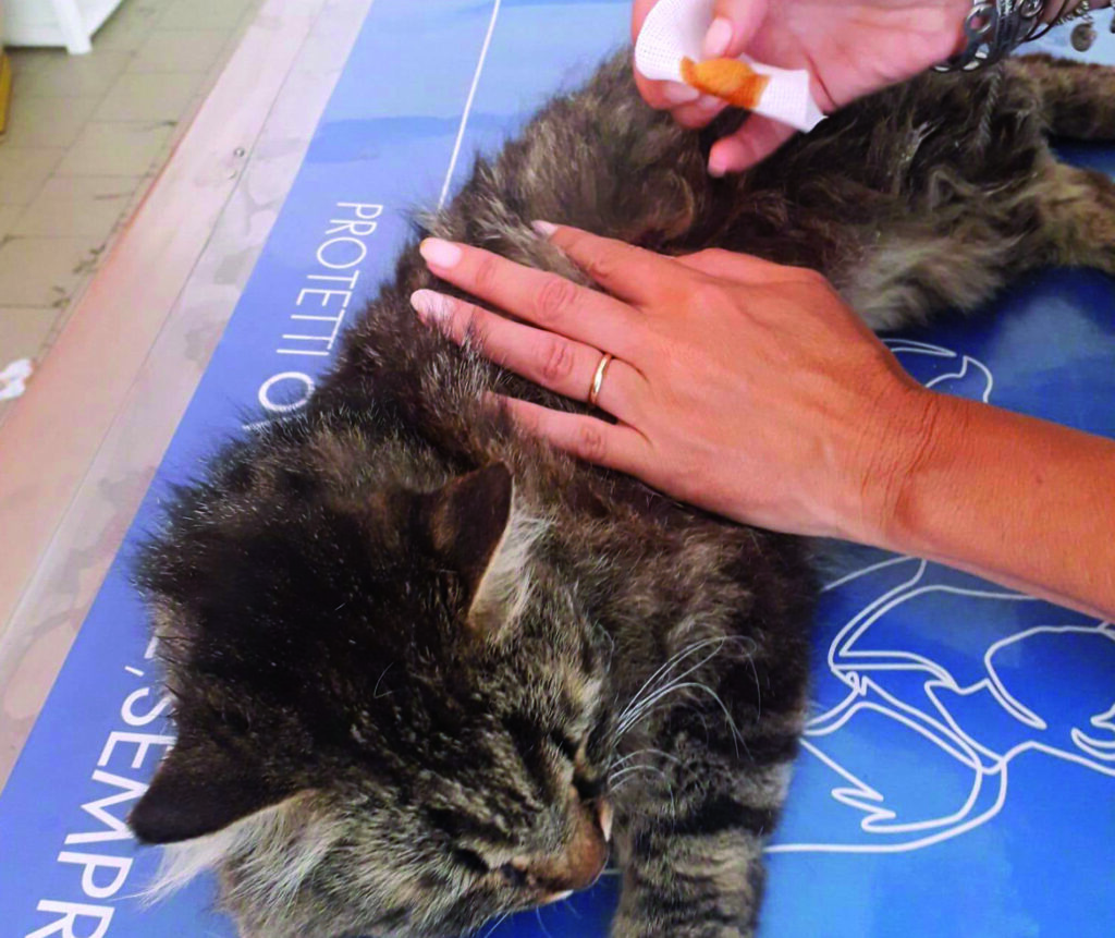 Cantalupo. Ancora barbarie sugli animali: gattino preso a fucilate, due i pallini mortali