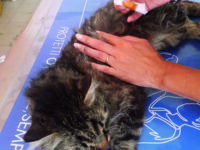 Cantalupo. Ancora barbarie sugli animali: gattino preso a fucilate, due i pallini mortali