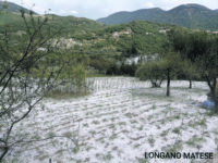 Bomba d’acqua e grandine, Coldiretti: danni ingentissimi