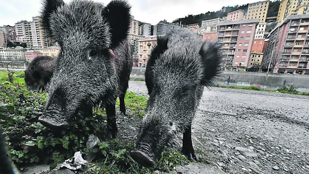 Emergenza cinghiali, assessori contro il governo: «Silenzi e inerzie: uno schiaffo all’agricoltura»