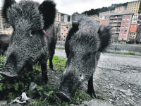 Emergenza cinghiali, assessori contro il governo: «Silenzi e inerzie: uno schiaffo all’agricoltura»