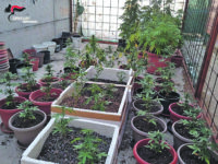 Guglionesi. Coltivava “cannabis”, arrestato un 50enne