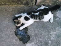 Esche avvelenate a Monteroduni, è strage: almeno sette i gatti uccisi