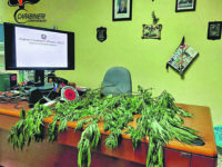 Coltivano ‘erba’ nelle campagne di Mirabello, scoperti dall’Arma