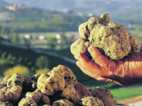 San Pietro Avellana, il tartufo bianco abita qui