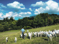 Frosolone. L’Italia marginale di Carmine Valentino Mosesso