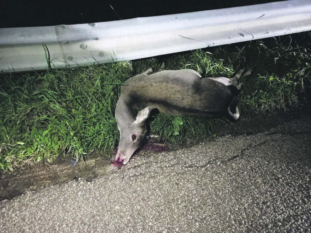 Venafro. Automobilista travolge un cervo, inevitabile l’impatto in curva