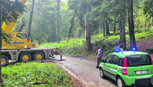 Agnone L abete Del Papa Arrivano I Forestali L albero Non Si Taglia 