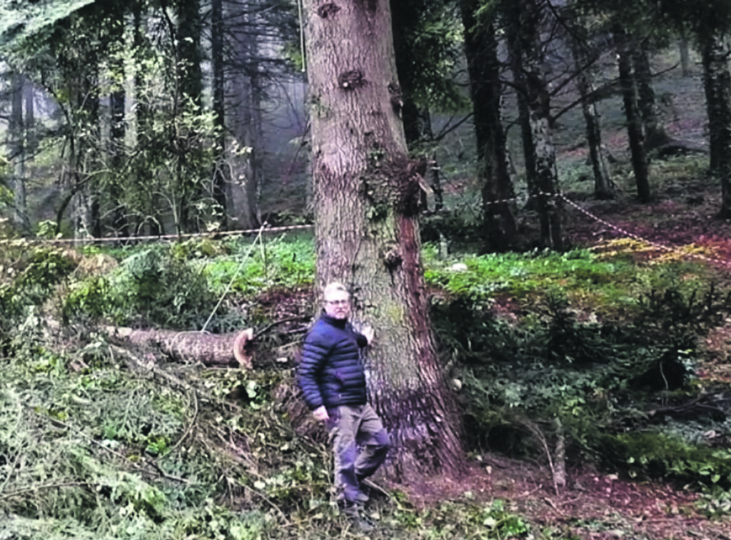 In piazza San Pietro l’albero di un vivaio