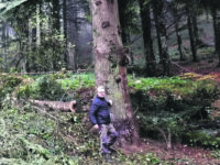 In piazza San Pietro l’albero di un vivaio