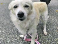 Salvato dalla strada, il dolce Snow cerca una famiglia