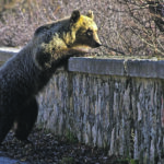 Il Wwf insorge: «La morte dell’orso Juan Carrito è tragedia annunciata»