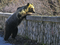 Il Wwf insorge: «La morte dell’orso Juan Carrito è tragedia annunciata»
