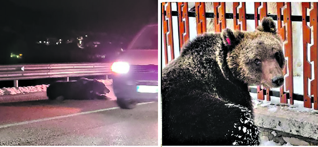 Investito da un’auto a Castel di Sangro: è morto Juan Carrito, l’orso più discolo e simpatico d’Italia