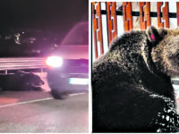 Morte di Juan Carrito, gli animalisti vanno in Procura