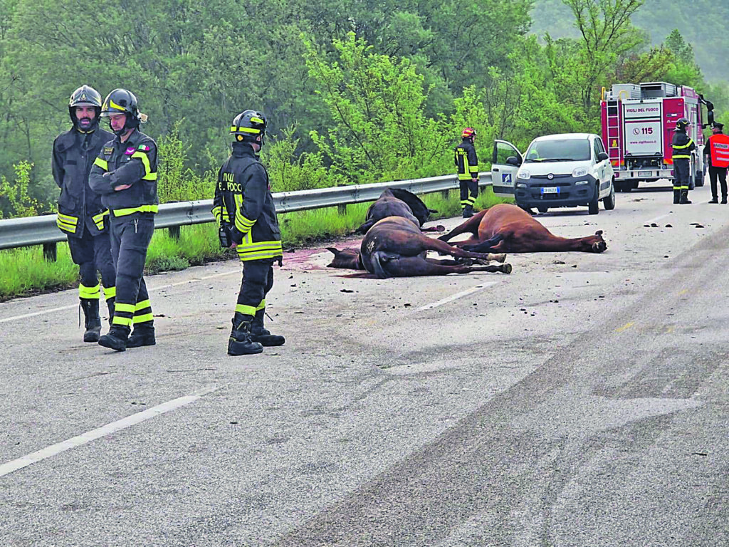 Furgone travolge e uccide tre cavalli sulla fondovalle Verrino