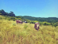 Cerro al Volturno. Da tre anni senza pascolo, l’odissea di un allevatore diventa un caso giudiziario