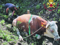 Agnone. Toro ferito e bloccato in un dirupo, recuperato in elicottero